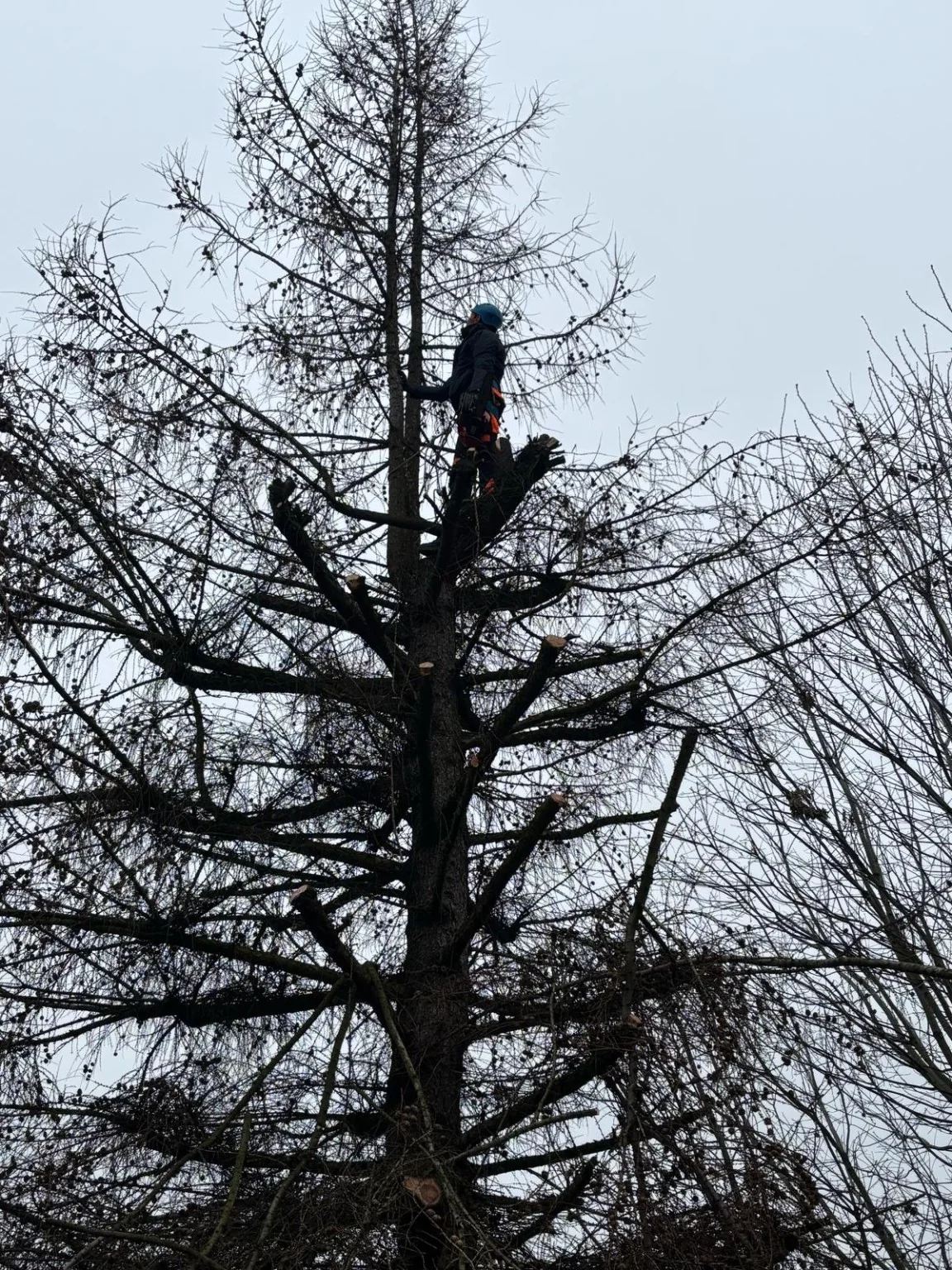 Arborysta podczas wycinki alpinistycznej